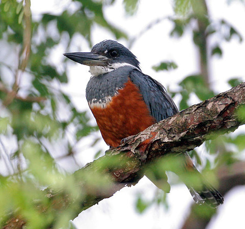 Ringed Kingfisher (Megaceryle torquata) female