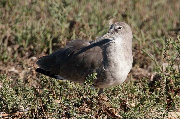 Willet (Tringa semipalmata)