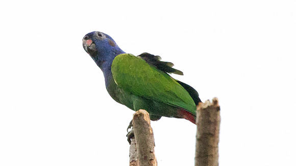 Blue-headed Parrot (Pionus menstruus)