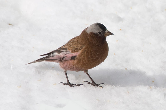 Gray-crowned Rosy-finch (Leucosticte tephrocotis)