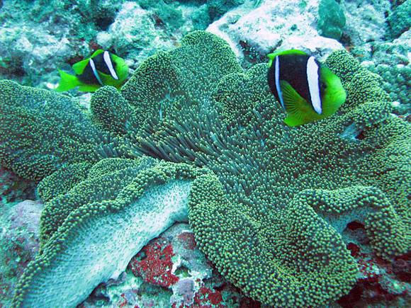 Clownfish (Family Pomacentridae)