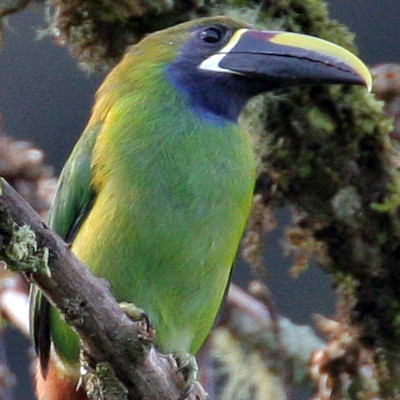 Emerald Toucanet (Aulacorhynchus prasinus)