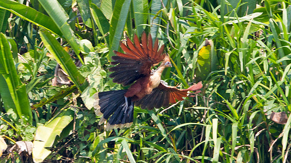 Hoatzin (Opisthocomus hoazin)