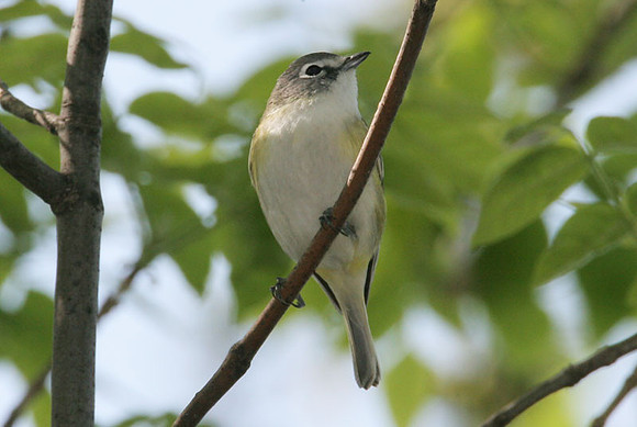 Blue-headed Vireo (Vireo solitarius)