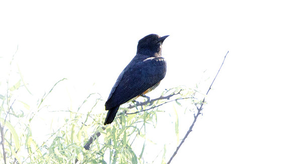 Swallow-winged Puffbird (Chelidoptera tenebrosa)