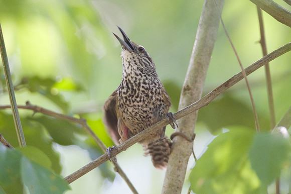 Spot-breasted Wren (Pheugopedius maculipectus)