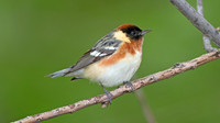 Bay-breasted Warbler (Dendroica castanea)