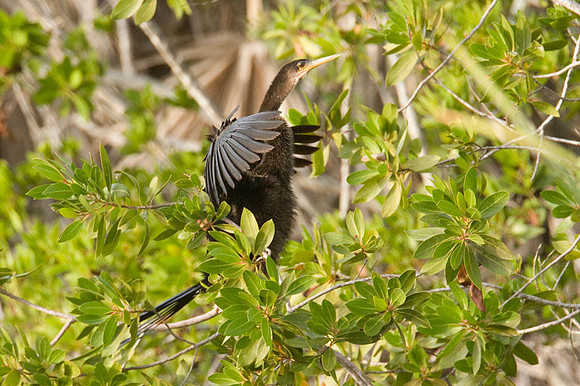 Anhinga (Anhinga anhinga)