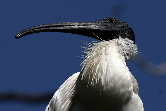 Australian White Ibis (Threskiornis molucca)