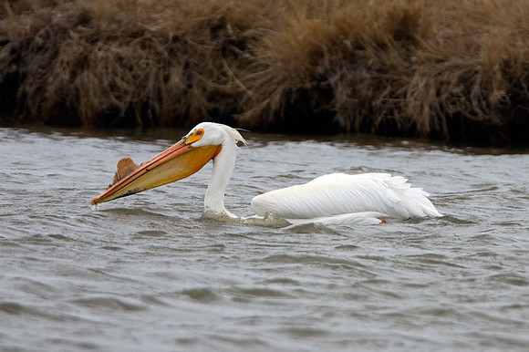 American White Pelican (Pelecanus erythrorhynchos)