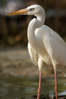 Great Egret (Ardea alba) also known as Great White Egret and Common Egret