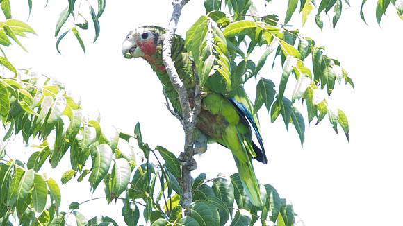 Cuban Amazon (amazona leucocephala hesterna) also known as Rose-throated Parrot, Cuban Parrot