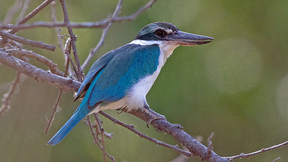 Collared kingfisher (Todiramphus chloris)