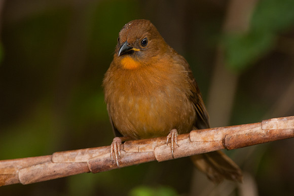 Red-throated Ant-tanager (Habia fuscicauda) female