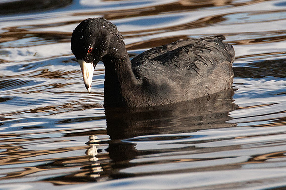 American Coot (Fulica americana)