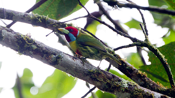 Versicoloured Barbet (Eubucco versicolor)