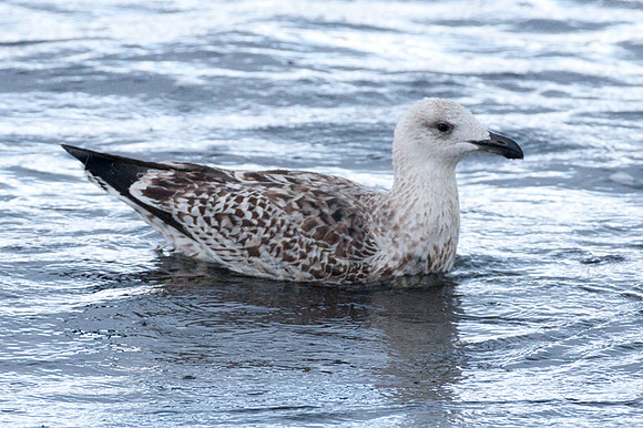 European Herring Gull (Larus argentatus) juvenile