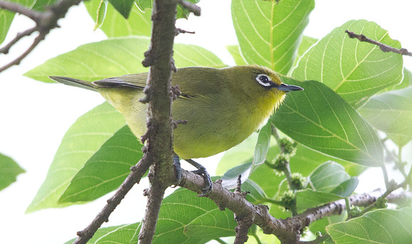 IMG_5204
