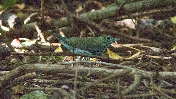 Ovenbird (Seiurus aurocapilla)