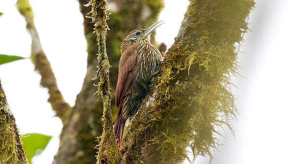 Montane Woodcreeper (Lepidocolaptes lacrymiger)