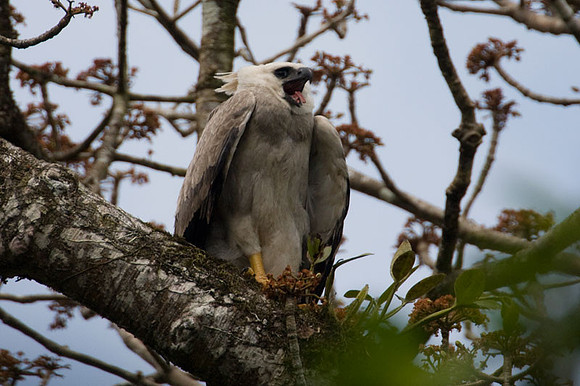 Harpy Eagle (Harpia harpyja) juvenile