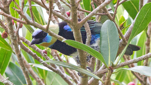 Golden-hooded tanager (Tangara larvata)