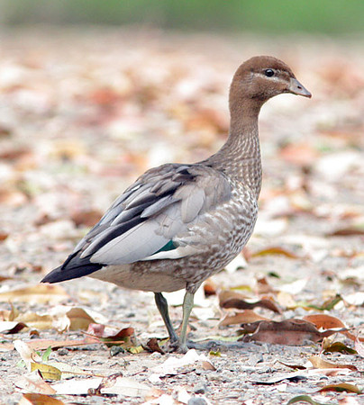 Australian Maned Duck (Chenonetta jubata) also known as Australian Wood Duck, Maned Goose