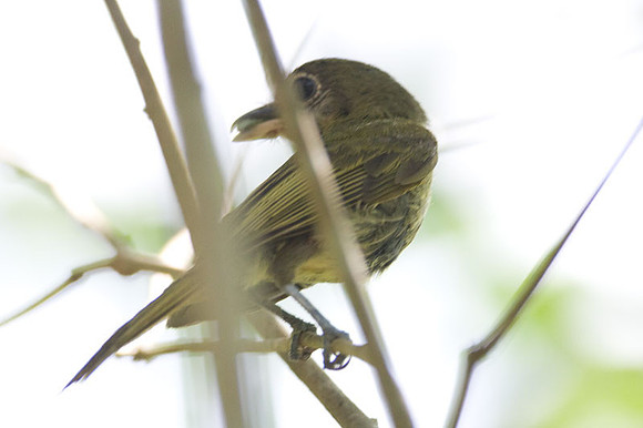 Eye-ringed Flatbill (Rhynchocyclus brevirostris)