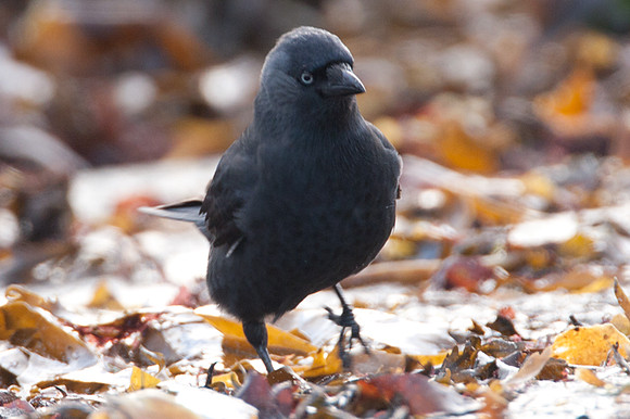 Western Jackdaw (Coloeus monedula) also known as Jackdaw, Eurasian Jackdaw, European Jackdaw