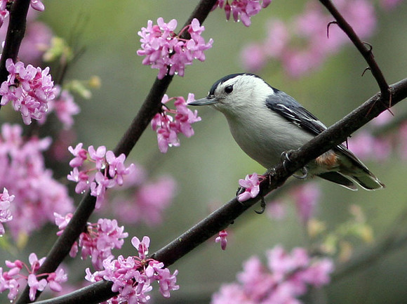 White-breasted Nuthatch (Sitta carolinensis) male
