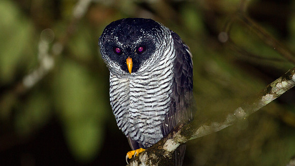 Black-and-white Owl (Strix nigrolineata)