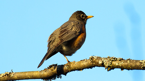 American Robin (Turdus migratorius) also known as North American Robin