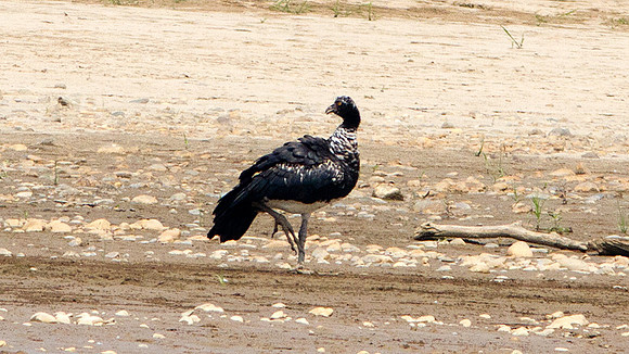 Horned Screamer (Anhima cornuta)