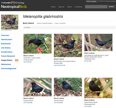 Cornell-Black Catbird