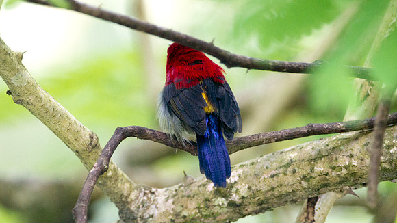 Eastern Crimson Sunbird (Aethopyga siparaja)