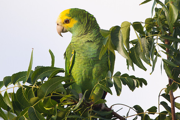 Yellow-shouldered Amazon (Amazona barbadensis)