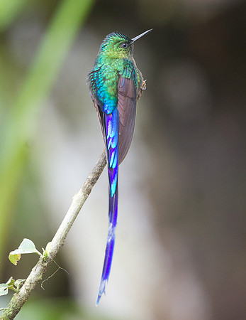 Violet-tailed Sylph (Aglaiocercus coelestis)