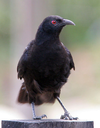 White-winged Chough (Corcorax melanorhamphos)