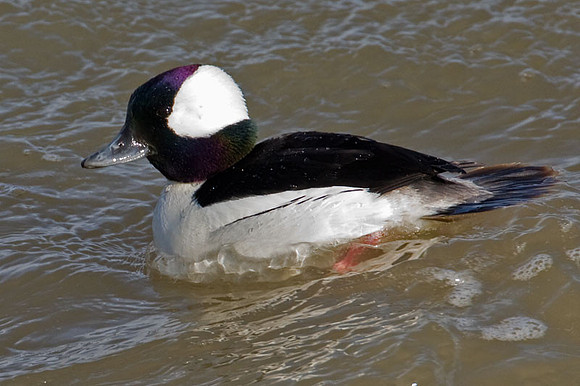 Bufflehead (Bucephala albeola)
