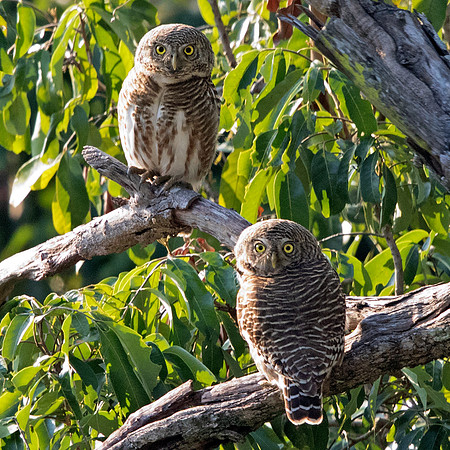 Asian barred owlet (Glaucidium cuculoides)