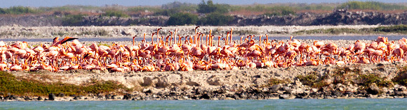American Flamingo (Phoenicopterus ruber)