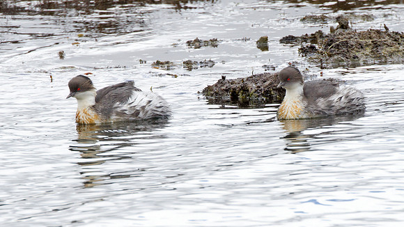 Silvery Grebe (Podiceps occipitalis)