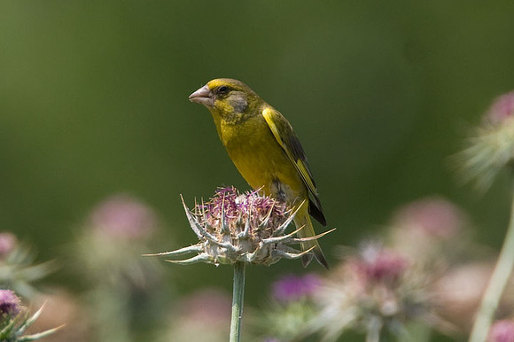 European Greenfinch (Carduelis chloris) also known as Greenfinch