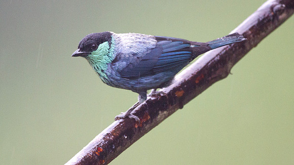 Black-capped Tanager (Tangara heinei)