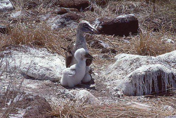 Blue-footed Booby (Sula nebouxii)