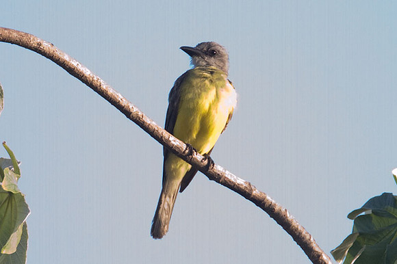 Couch's Kingbird (Tyrannus couchii)