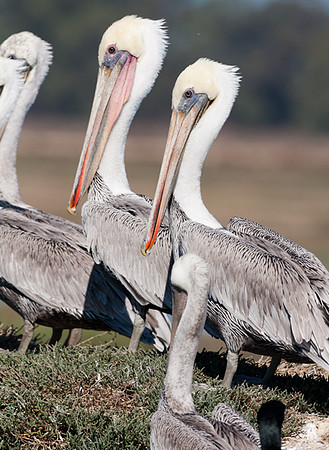 Brown Pelican (Pelecanus occidentalis)