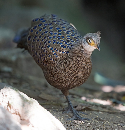 Grey peacock-pheasant (Polyplectron bicalcaratum)
