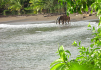Horses