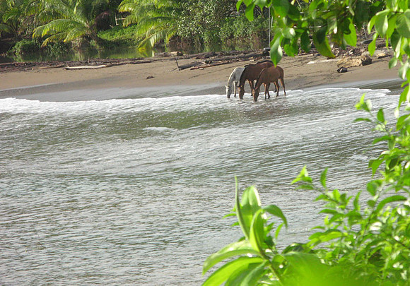 Horses